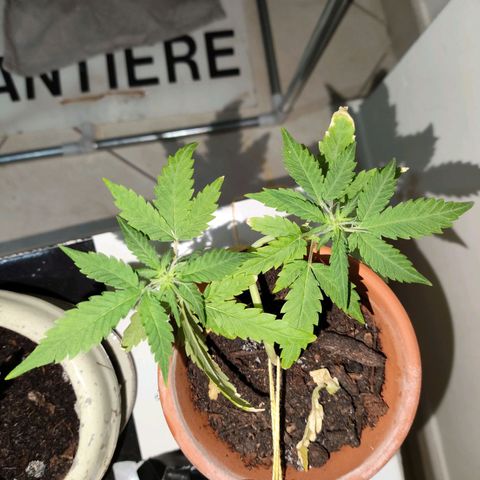 Purple Punch OG growlog timeline photo