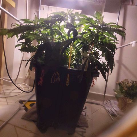 Purple Punch OG growlog timeline photo