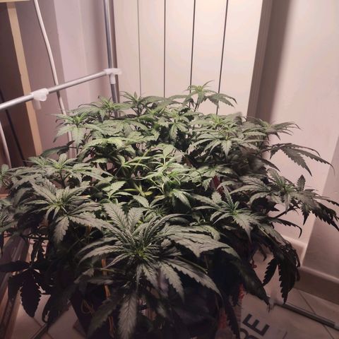 Purple Punch OG growlog timeline photo