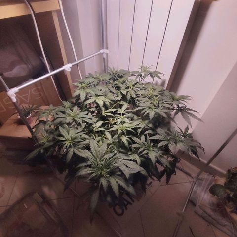 Purple Punch OG growlog timeline photo