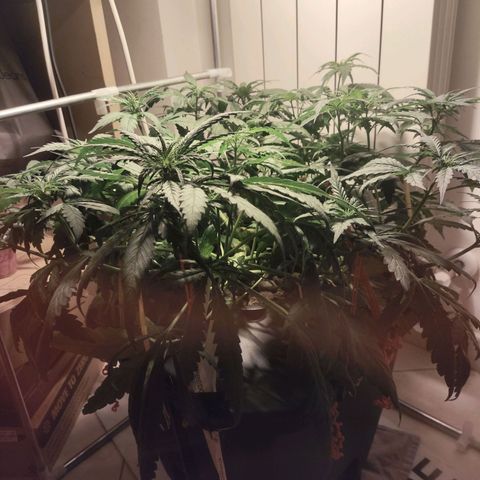 Purple Punch OG growlog timeline photo