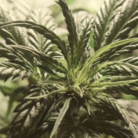 Purple Punch OG growlog timeline photo