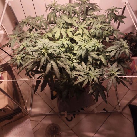 Purple Punch OG growlog timeline photo