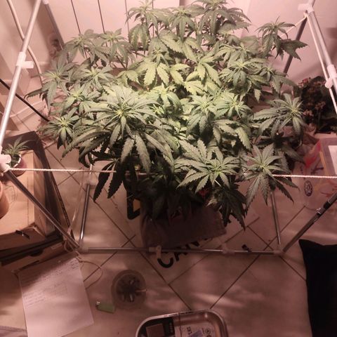Purple Punch OG growlog timeline photo