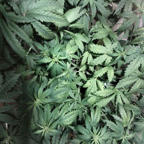 Purple Punch OG growlog timeline photo