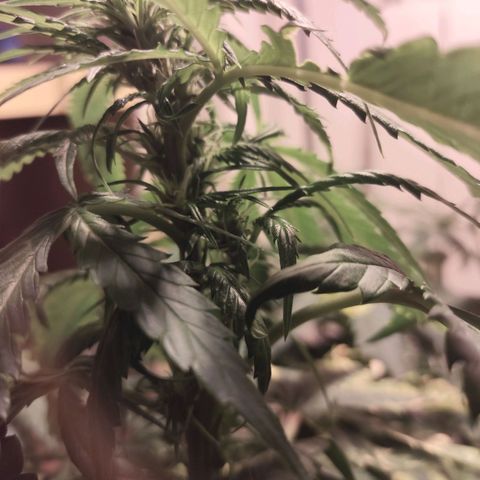 Purple Punch OG growlog timeline photo