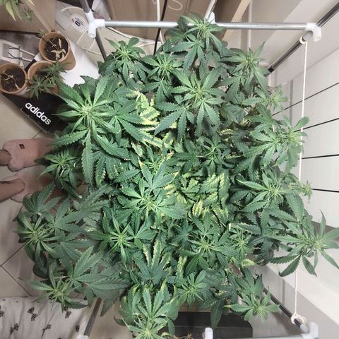 Purple Punch OG growlog timeline photo