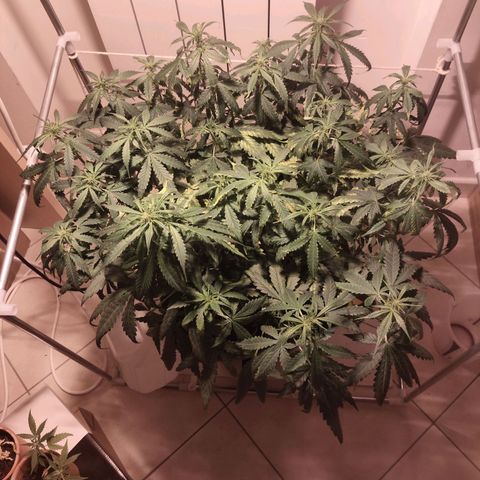 Purple Punch OG growlog timeline photo