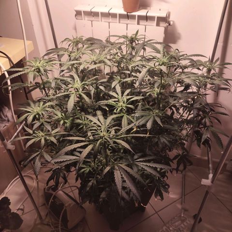 Purple Punch OG growlog timeline photo