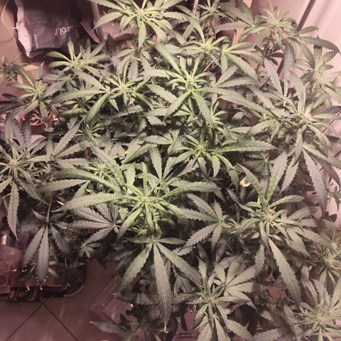Purple Punch OG growlog timeline photo