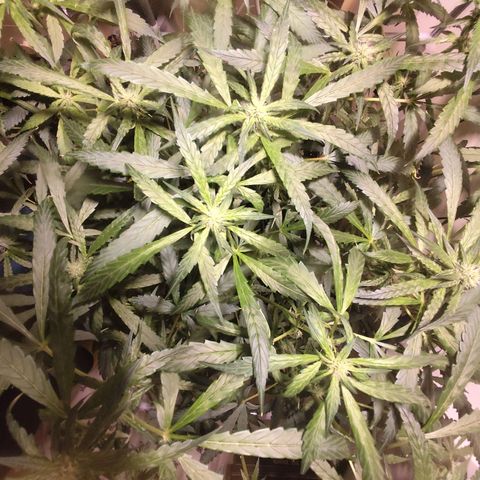 Purple Punch OG growlog timeline photo