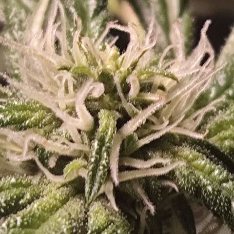 Purple Punch OG growlog timeline photo