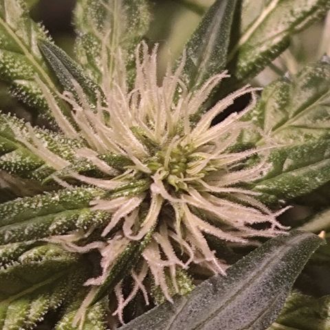 Purple Punch OG growlog timeline photo