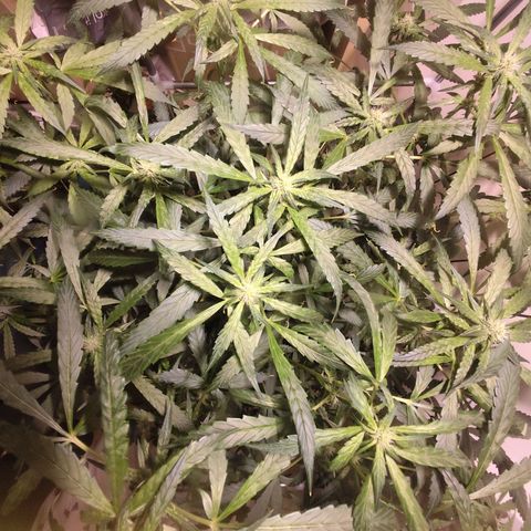 Purple Punch OG growlog timeline photo