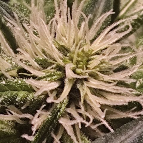 Purple Punch OG growlog timeline photo