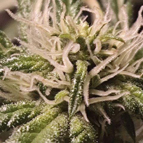 Purple Punch OG growlog timeline photo