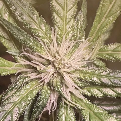 Purple Punch OG growlog timeline photo