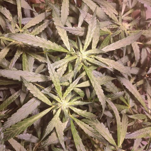 Purple Punch OG growlog timeline photo