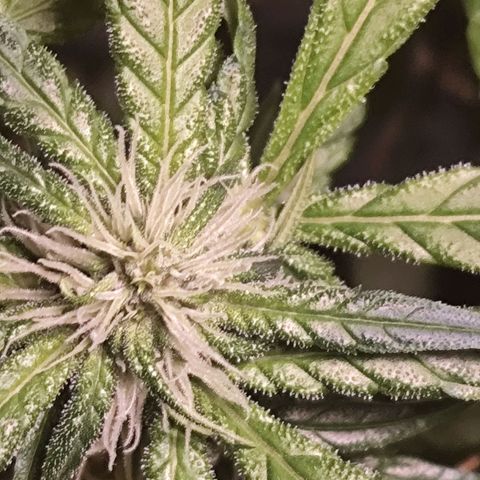 Purple Punch OG growlog timeline photo
