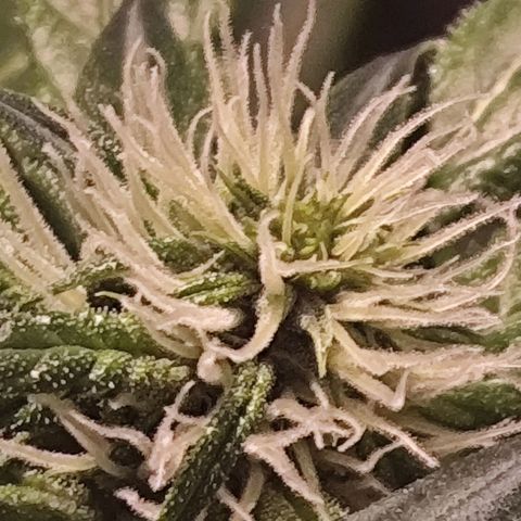 Purple Punch OG growlog timeline photo