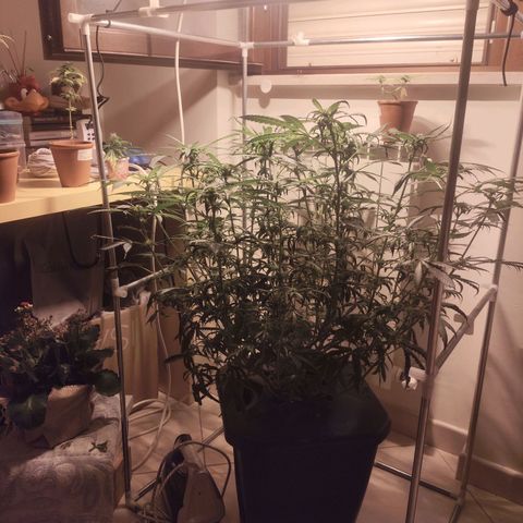 Purple Punch OG growlog timeline photo