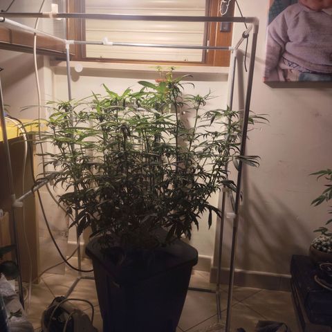 Purple Punch OG growlog timeline photo