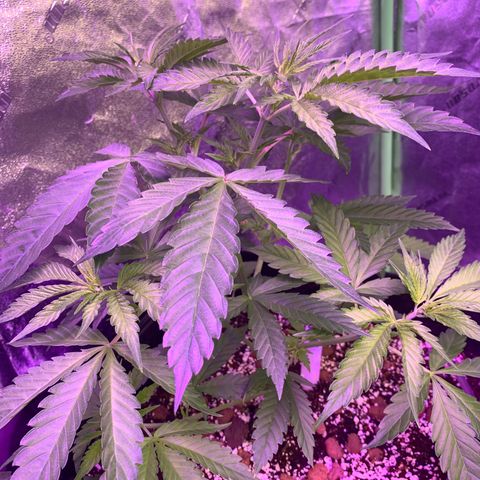 OG Kush X2 -9to10weeks growlog timeline photo