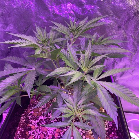 OG Kush X2 -9to10weeks growlog timeline photo