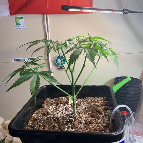 OG Kush X2 -9to10weeks growlog photo: Before and after topping and defoliation. 