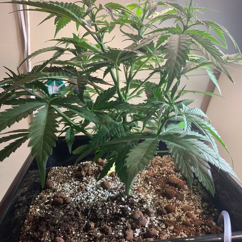 OG Kush X2 -9to10weeks growlog photo: Before and after topping and defoliation. 