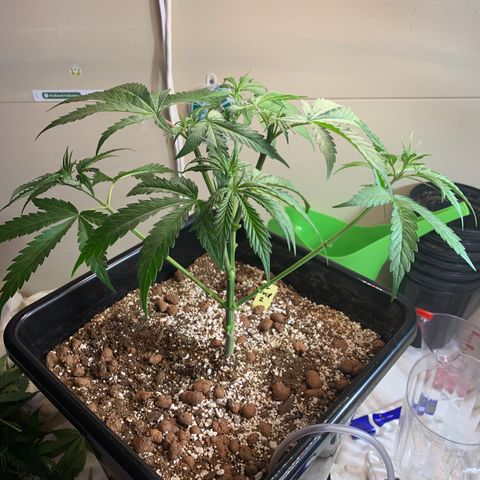 OG Kush X2 -9to10weeks growlog photo: Before and after topping and defoliation. 