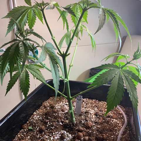 OG Kush X2 -9to10weeks growlog photo: Before and after topping and defoliation. 