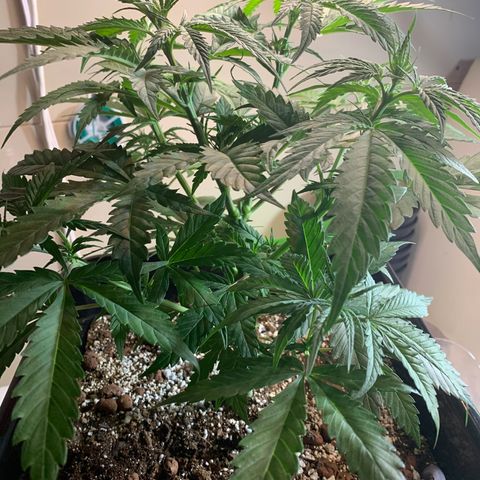 OG Kush X2 -9to10weeks growlog photo: Before and after topping and defoliation. 