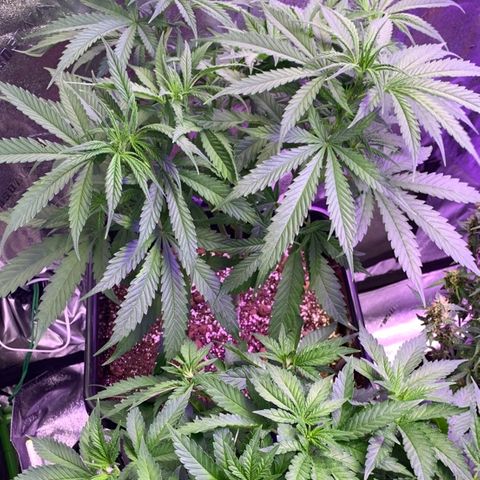 OG Kush X2 -9to10weeks growlog timeline photo