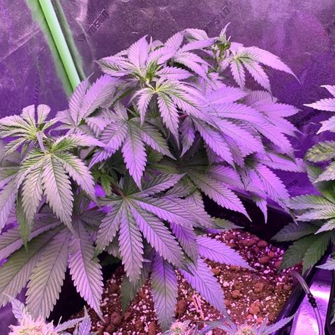 OG Kush X2 -9to10weeks growlog timeline photo