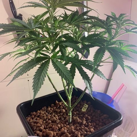 OG Kush X2 -9to10weeks growlog timeline photo