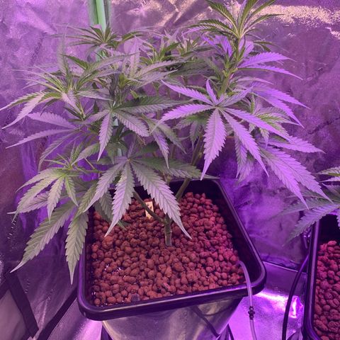 OG Kush X2 -9to10weeks growlog timeline photo