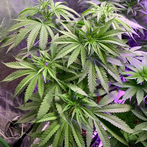 OG Kush X2 -9to10weeks growlog timeline photo