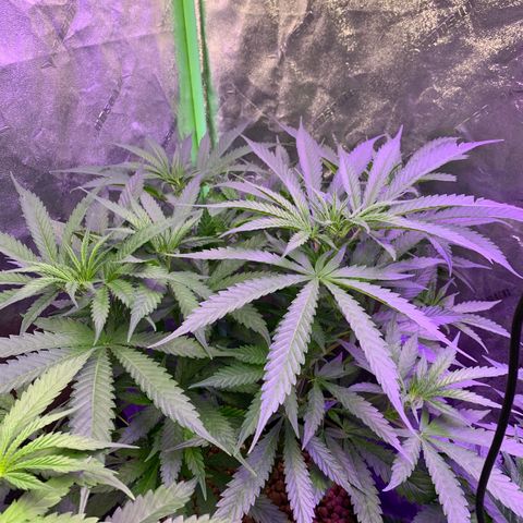 OG Kush X2 -9to10weeks growlog timeline photo