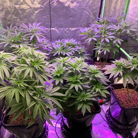 OG Kush X2 -9to10weeks growlog timeline photo
