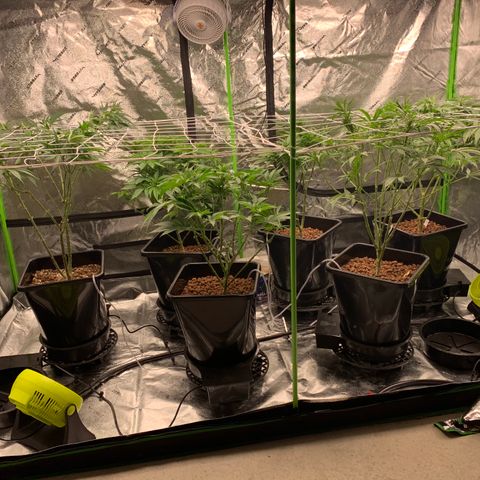 OG Kush X2 -9to10weeks growlog timeline photo