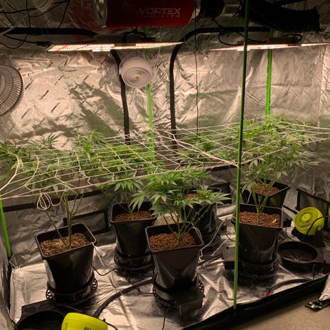 OG Kush X2 -9to10weeks growlog timeline photo