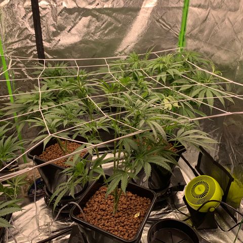 OG Kush X2 -9to10weeks growlog timeline photo
