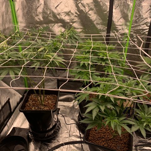 OG Kush X2 -9to10weeks growlog timeline photo
