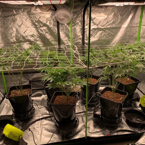 OG Kush X2 -9to10weeks growlog timeline photo