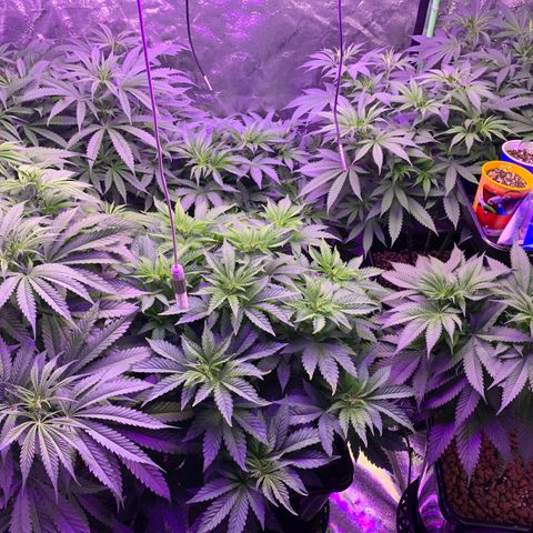 OG Kush X2 -9to10weeks growlog timeline photo