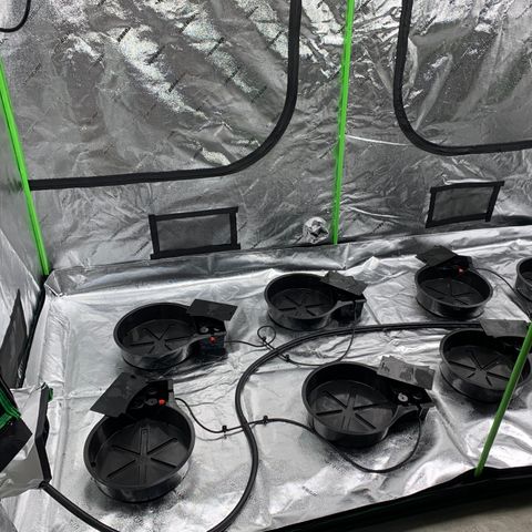 OG Kush X2 -9to10weeks growlog timeline photo