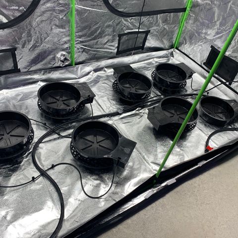 OG Kush X2 -9to10weeks growlog timeline photo