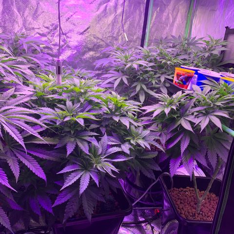OG Kush X2 -9to10weeks growlog timeline photo