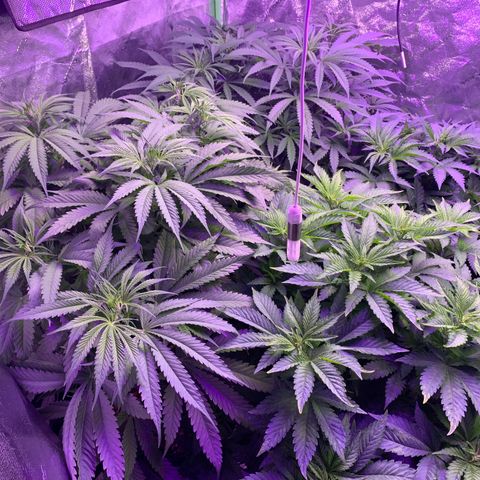OG Kush X2 -9to10weeks growlog timeline photo